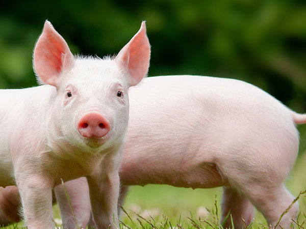 养猪设备仔猪电热板可以帮大家解决哪些问题